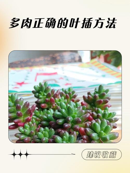 多肉叶插必须拌多菌灵吗？-第1张图片-吾爱花网