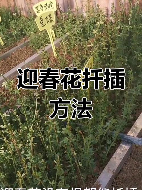 迎春花根能水培吗？-第1张图片-吾爱花网