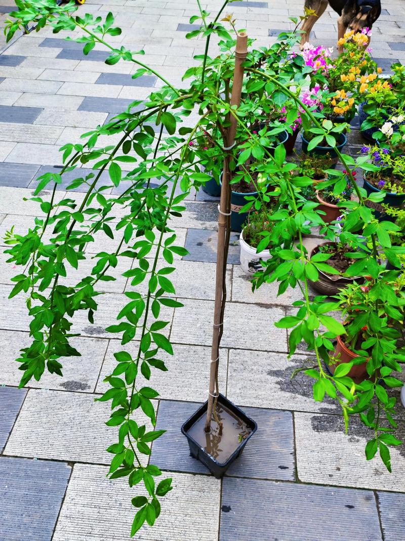 迎春花根能水培吗？-第2张图片-吾爱花网