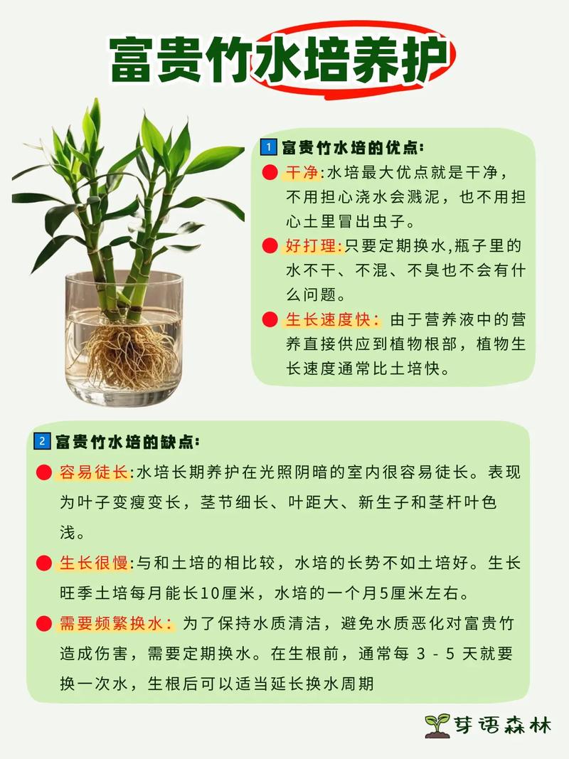 富贵竹烂根了怎么办？-第2张图片-吾爱花网