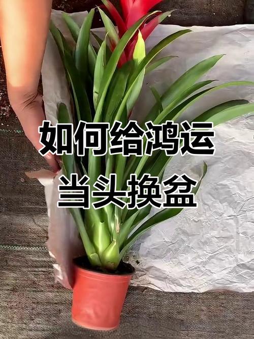 盆栽红运当头浇水要注意什么?-第1张图片-吾爱花网 盆栽红运当头浇水要注意什么?-第1张图片-吾爱花网