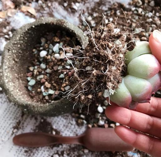 水培多肉烂根是何原因?-第1张图片-吾爱花网 水培多肉烂根是何原因?-第1张图片-吾爱花网