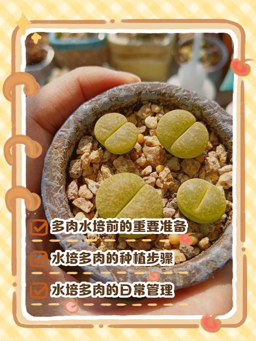 水培多肉烂根是何原因?-第2张图片-吾爱花网 水培多肉烂根是何原因?-第2张图片-吾爱花网