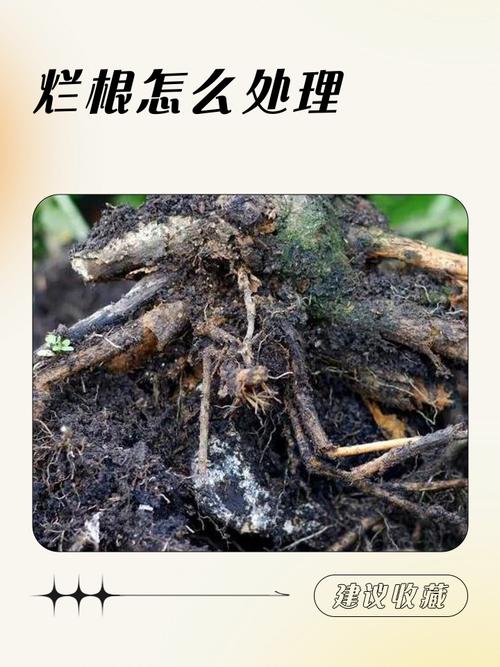 水培多肉烂根是何原因?-第3张图片-吾爱花网 水培多肉烂根是何原因?-第3张图片-吾爱花网