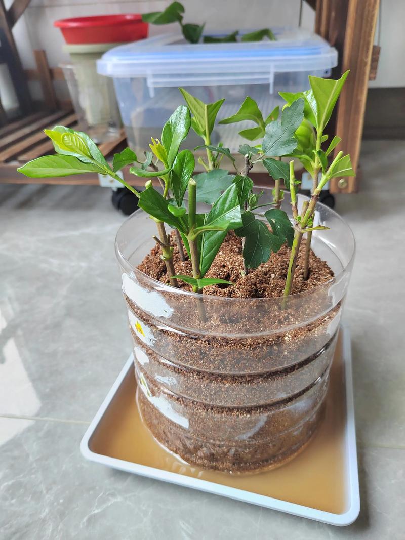 栀子花水培扦插枝条怎么选?-第1张图片-吾爱花网 栀子花水培扦插枝条怎么选?-第1张图片-吾爱花网