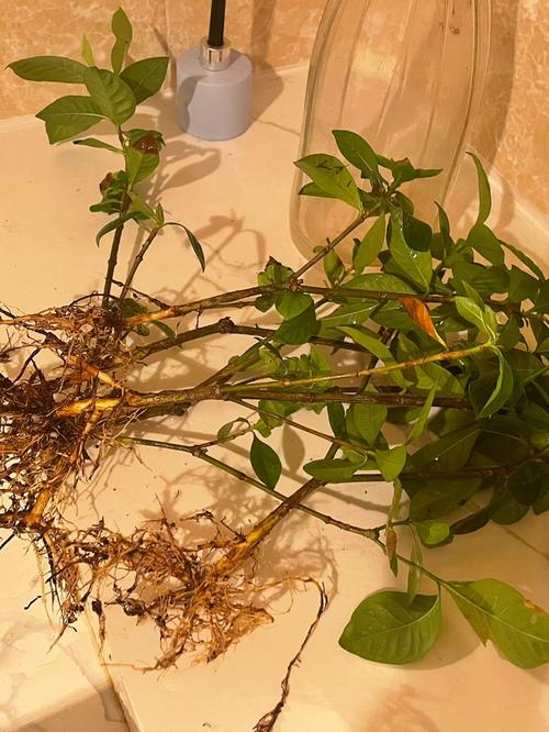 栀子花水培扦插枝条怎么选?-第3张图片-吾爱花网 栀子花水培扦插枝条怎么选?-第3张图片-吾爱花网