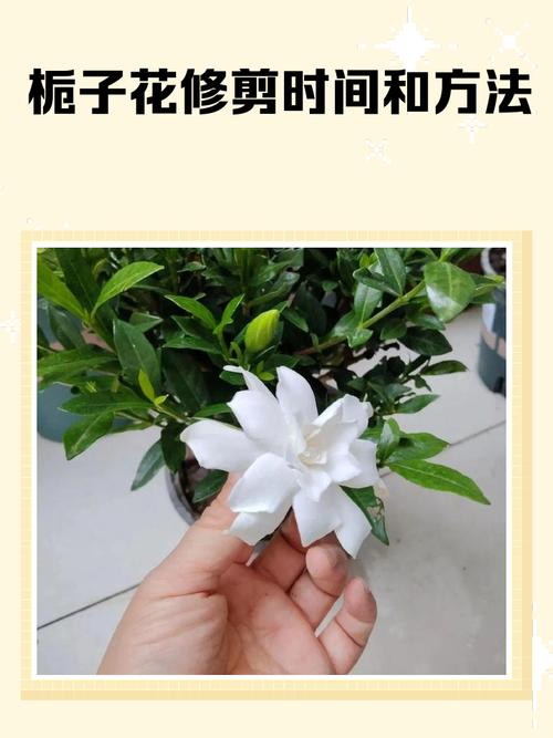 水培栀子花怎么养才最好?-第1张图片-吾爱花网 水培栀子花怎么养才最好?-第1张图片-吾爱花网