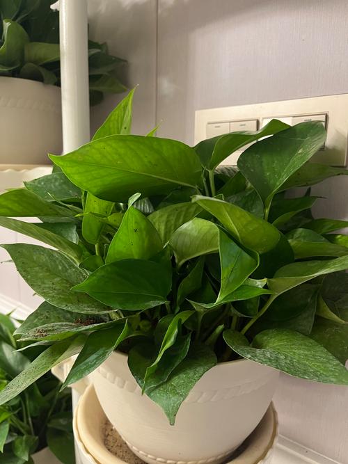 郑州盆栽绿萝价格现在多少？-第2张图片-吾爱花网