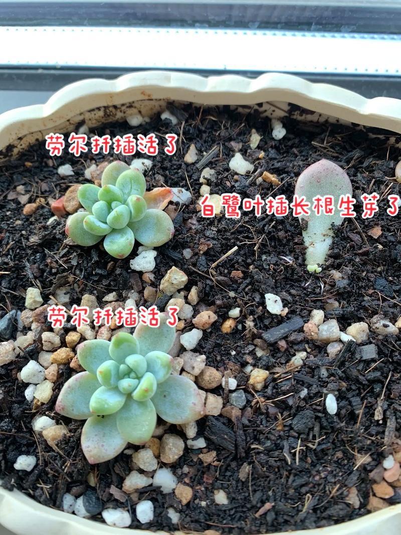 多肉小苗多久能养成理想形态？-第2张图片-吾爱花网
