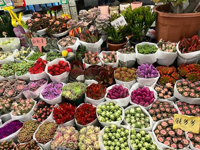昆明斗南花卉多肉商家有何特色优势？-第3张图片-吾爱花网