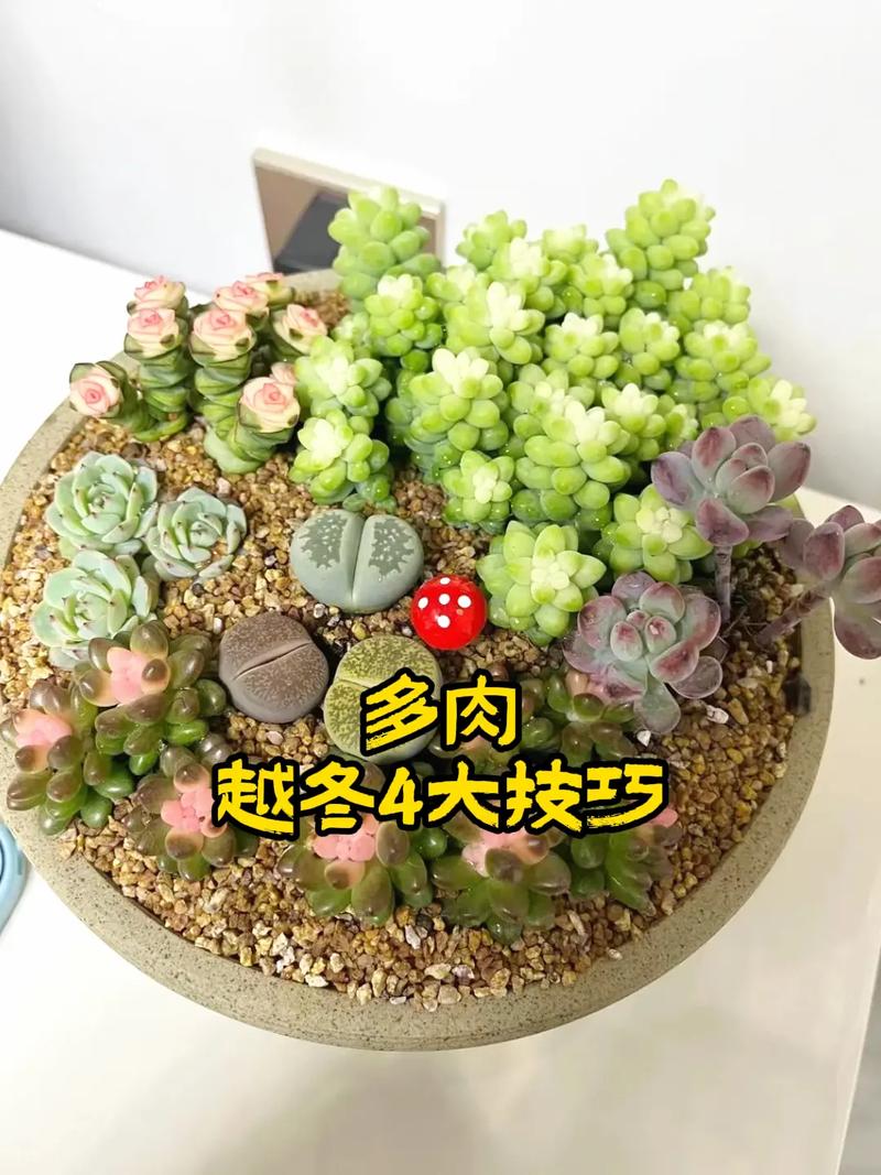 多肉冬季怎么养才能安全过冬？-第1张图片-吾爱花网