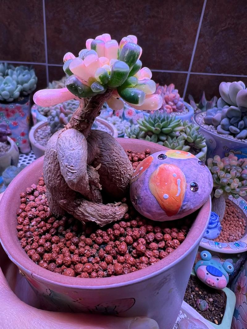 多肉嫁接选什么季节最佳？-第1张图片-吾爱花网