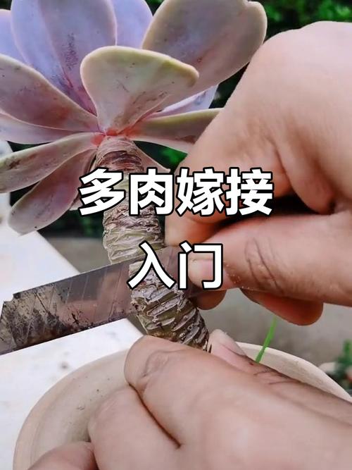 多肉嫁接选什么季节最佳？-第2张图片-吾爱花网