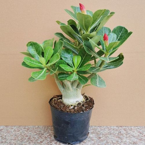 多肉嫁接选什么季节最佳？-第3张图片-吾爱花网