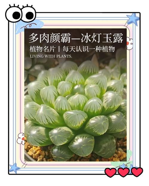 冰灯玉露为何会变蓝红？色彩奥秘何在？-第1张图片-吾爱花网