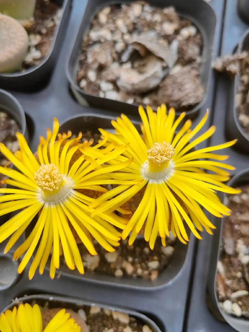 上海多肉植物基地地址在哪？-第2张图片-吾爱花网