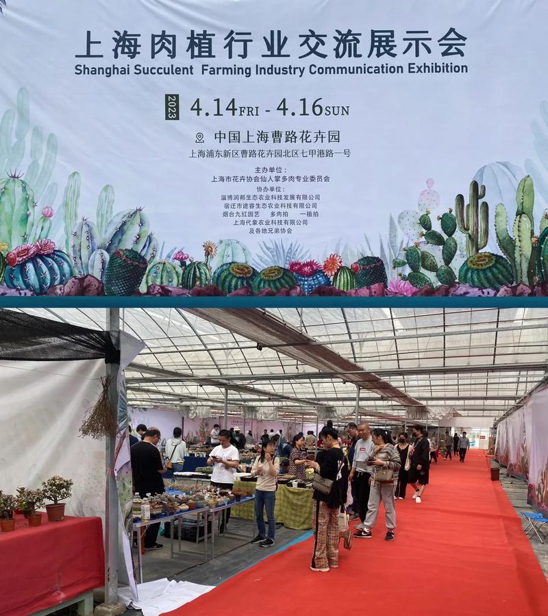 上海多肉植物基地地址在哪？-第3张图片-吾爱花网