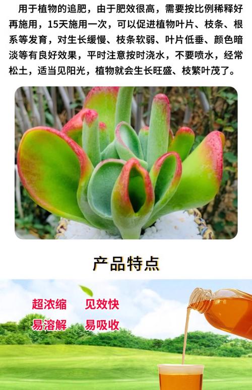 多肉用什么肥料最好？-第1张图片-吾爱花网