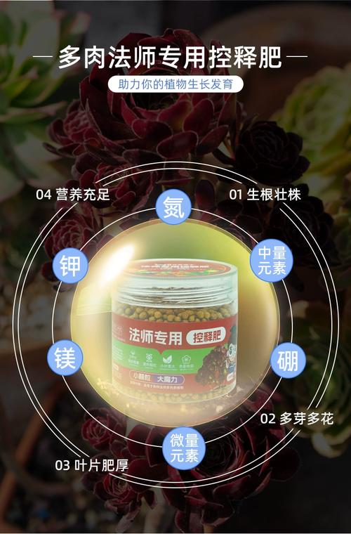 多肉用什么肥料最好？-第2张图片-吾爱花网