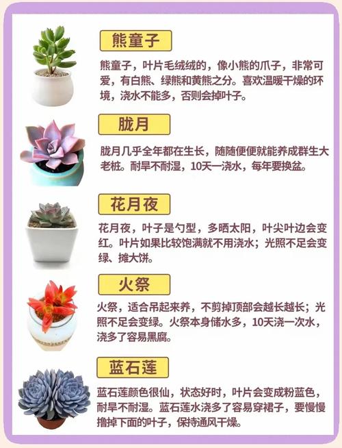 多肉植物种植方法有哪些关键点？-第1张图片-吾爱花网