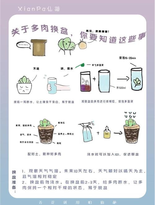 多肉植物怎么清理干净-第3张图片-吾爱花网