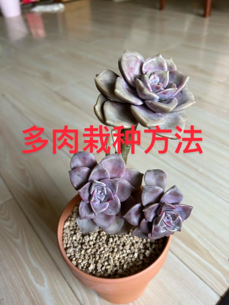 多肉植物怎么清理干净-第2张图片-吾爱花网