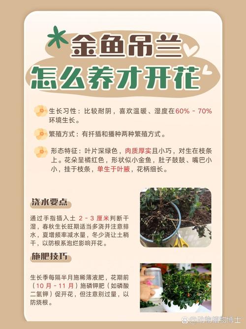 多肉金鱼吊兰如何养殖-第2张图片-吾爱花网