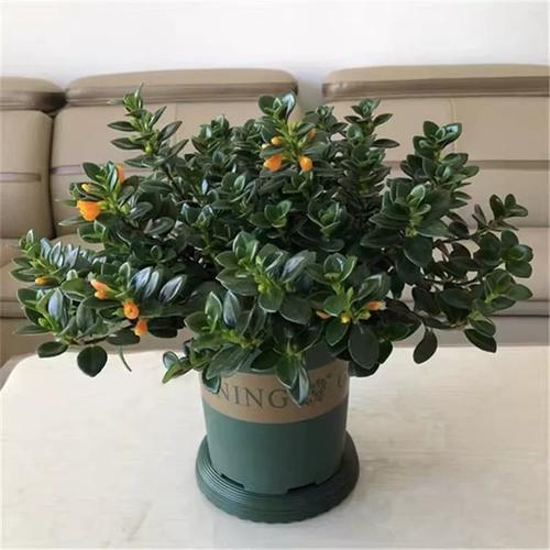 多肉金鱼吊兰如何养殖-第3张图片-吾爱花网