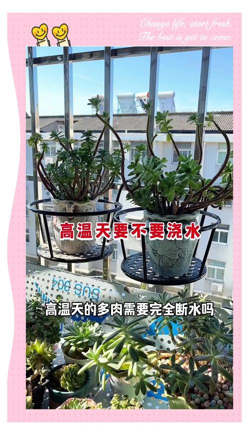 暖气房多肉几天浇水合适？-第1张图片-吾爱花网
