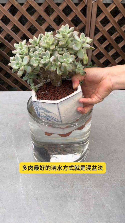 暖气房多肉几天浇水合适？-第2张图片-吾爱花网