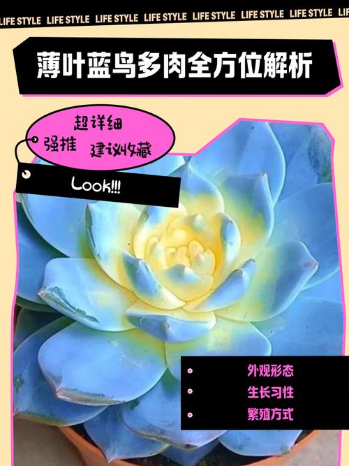 多肉蓝鸟有何吉祥寓意？-第1张图片-吾爱花网