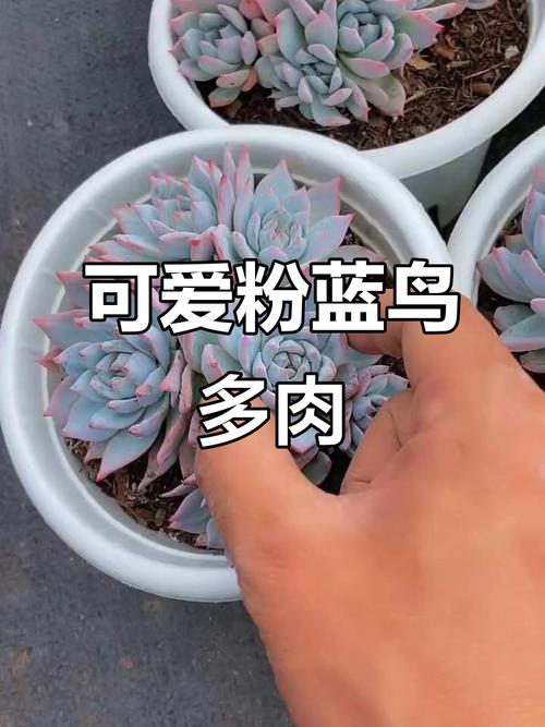 多肉蓝鸟有何吉祥寓意？-第2张图片-吾爱花网