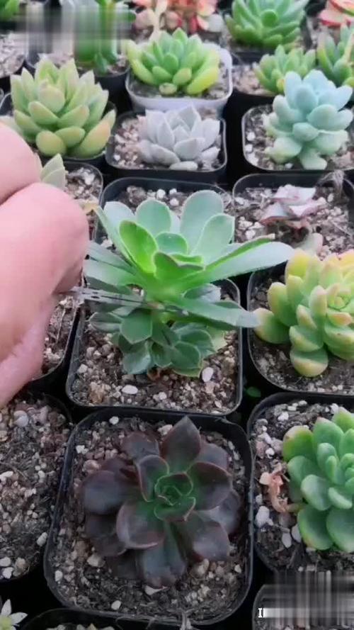 彩虹砍头多肉怎么快速发根？-第2张图片-吾爱花网
