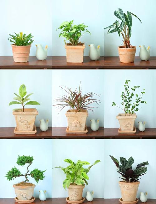 多肉花盆搭配有哪些实用技巧？-第3张图片-吾爱花网