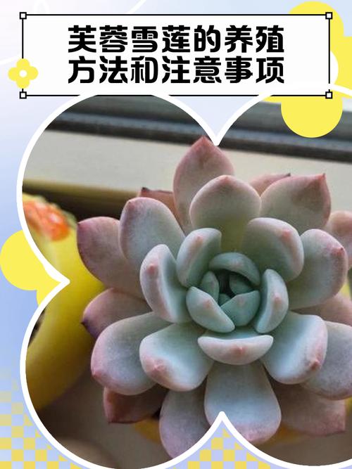 芙蓉雪莲怎么养才能爆盆又好看?-第1张图片-吾爱花网 芙蓉雪莲怎么养才能爆盆又好看?-第1张图片-吾爱花网