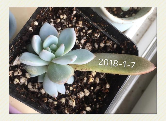 芙蓉雪莲怎么养才能爆盆又好看?-第2张图片-吾爱花网 芙蓉雪莲怎么养才能爆盆又好看?-第2张图片-吾爱花网