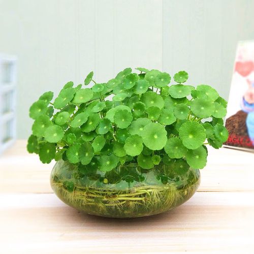 玻璃瓶金钱草水培方法-第1张图片-吾爱花网