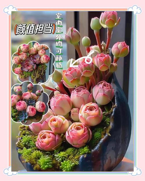 哪种多肉盆栽代表爱情？-第1张图片-吾爱花网