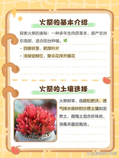火祭多肉怎么养才红？-第2张图片-吾爱花网