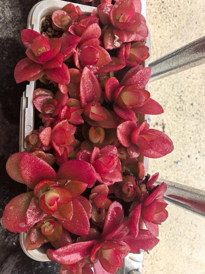 火祭多肉怎么养才红？-第3张图片-吾爱花网