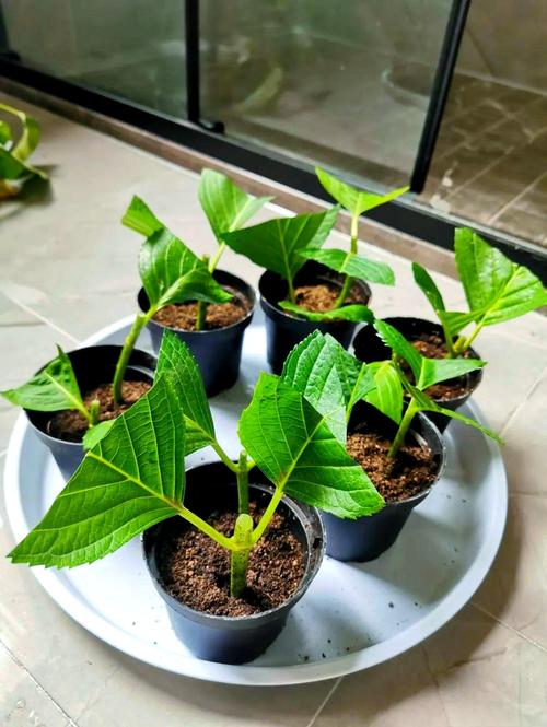 绣球花水培扦插能活吗？-第2张图片-吾爱花网