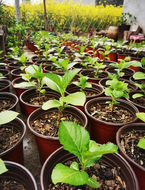 绣球花水培扦插能活吗？-第3张图片-吾爱花网