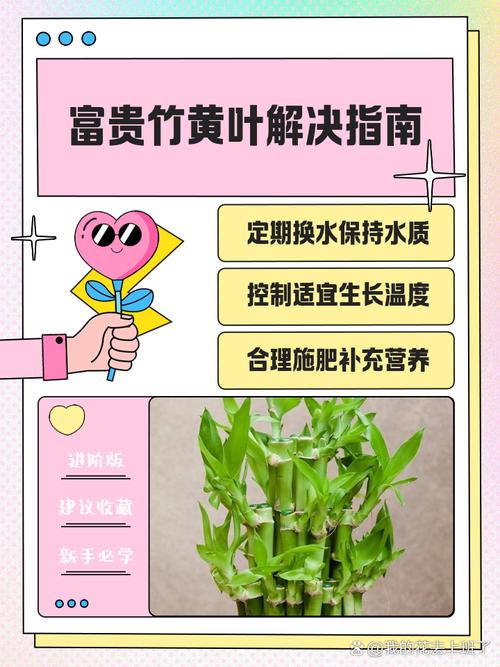 水培富贵竹发黄怎么救？-第1张图片-吾爱花网