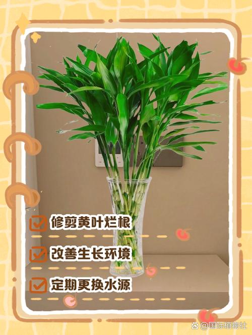 水培富贵竹发黄怎么救？-第2张图片-吾爱花网