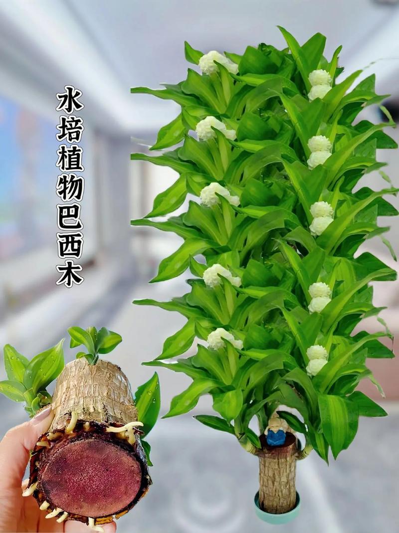 水培巴西木会开花吗？-第1张图片-吾爱花网