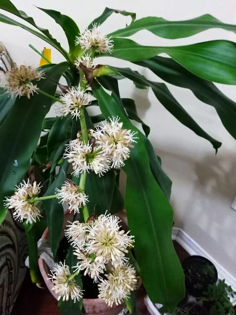 水培巴西木会开花吗？-第2张图片-吾爱花网