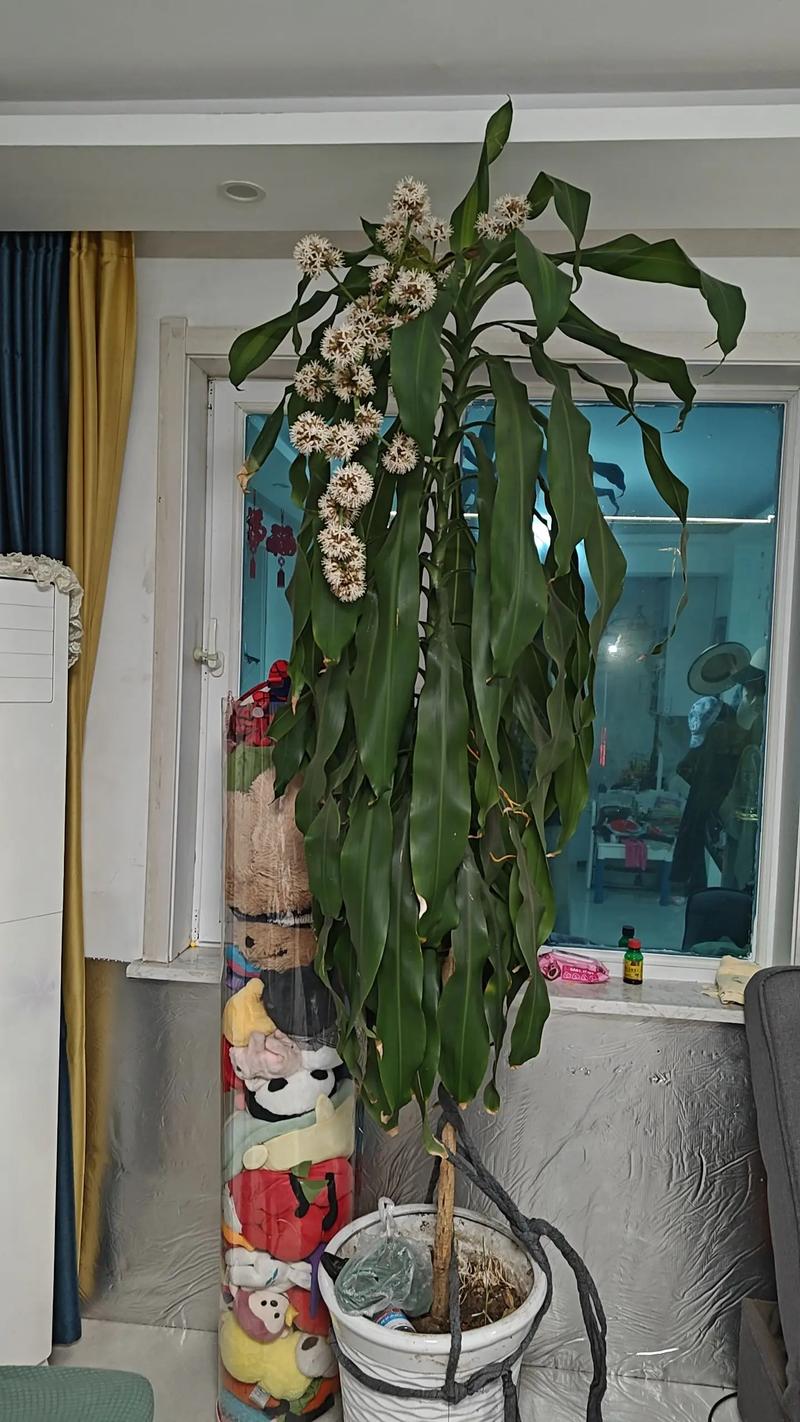 水培巴西木会开花吗？-第3张图片-吾爱花网