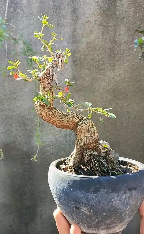 盆栽枸杞掉叶是缺水还是生病了?-第1张图片-吾爱花网 盆栽枸杞掉叶是缺水还是生病了?-第1张图片-吾爱花网