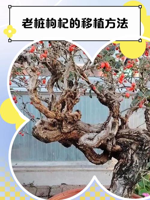 盆栽枸杞掉叶是缺水还是生病了？-第2张图片-吾爱花网