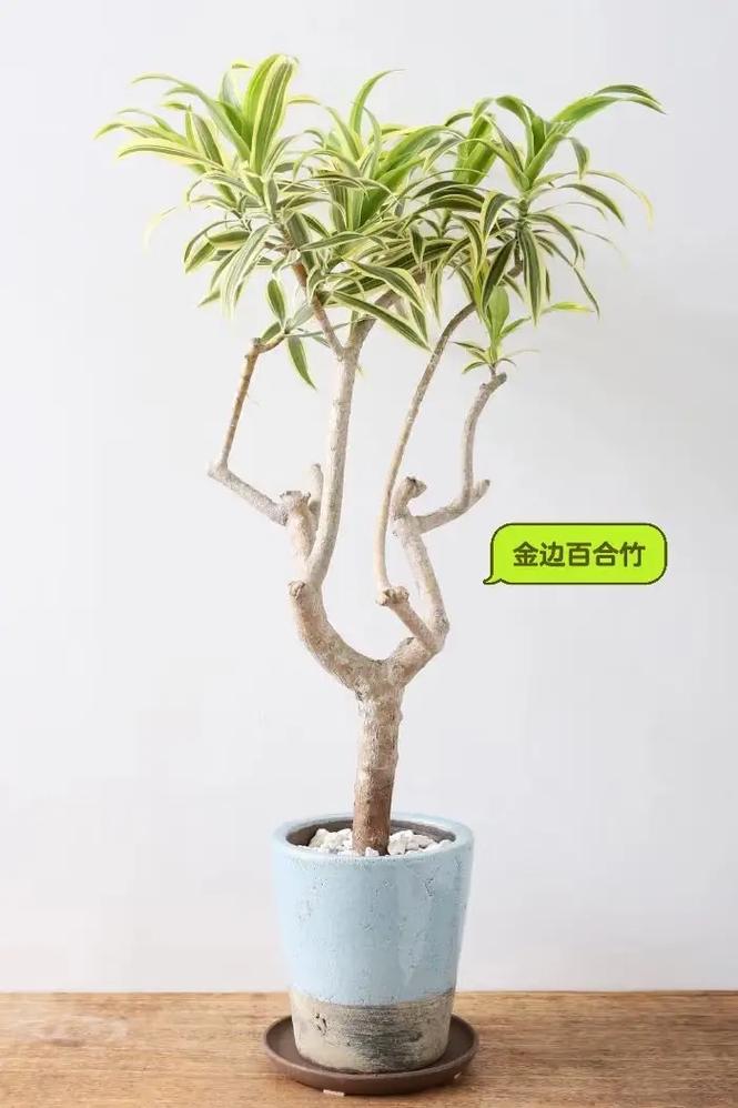 庭院大型盆栽选哪些好养又美观?-第1张图片-吾爱花网 庭院大型盆栽选哪些好养又美观?-第1张图片-吾爱花网